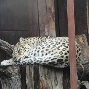 Leopard