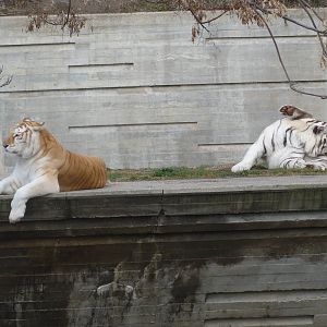 Tigers