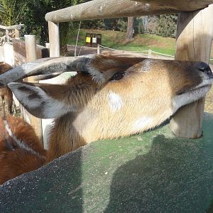 Western sitatunga (Tragelaphus spekii gratus)