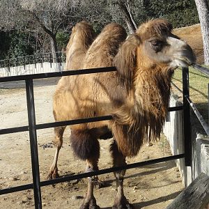Bactrian camel