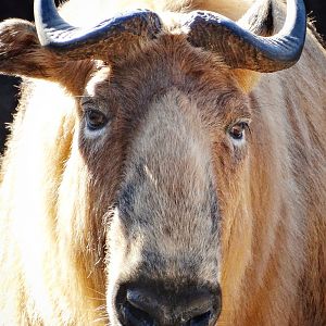 Jan. 2016 - Wildlife Canyon - Sally