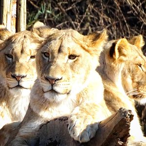 Jan. 2016 - Africa - Lionesses
