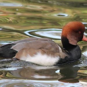 Red-crested pochard