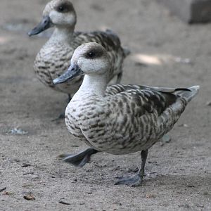 Marbled ducks