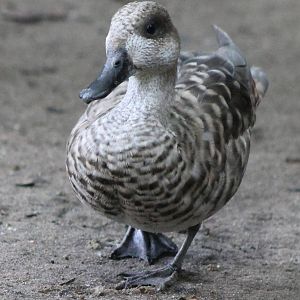 Marbled duck