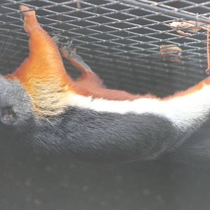Prevost's squirrel