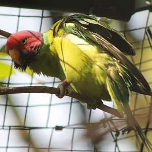 Plum-headed parakeet