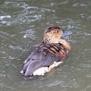 Fulvous whistling duck