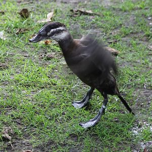 White-headed duck