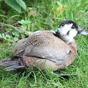 White-headed duck