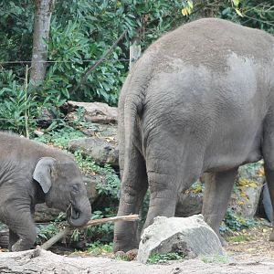 Asian elephants