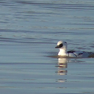 Smew