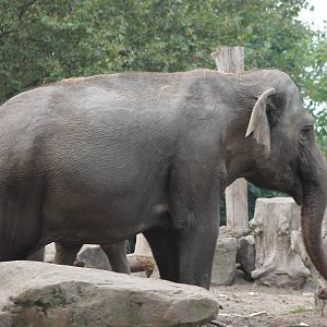 Asian elephant