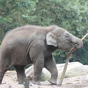 Asian elephant