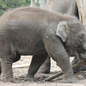 Asian elephant