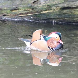Mandarin duck