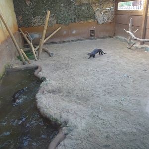 Z*A*M: Christmas 2016: Interior giant otter enclosure
