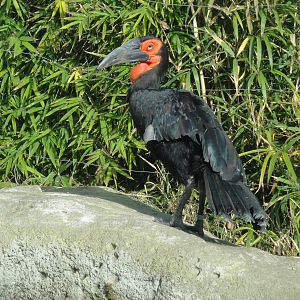 Z*A*M: Christmas 2016: unexpected guest