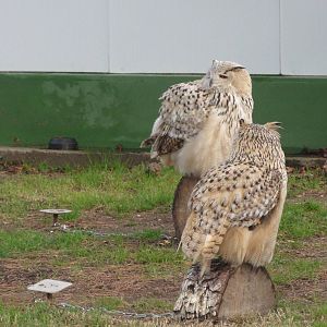 Z*A*M: Christmas 2016: great horned owls