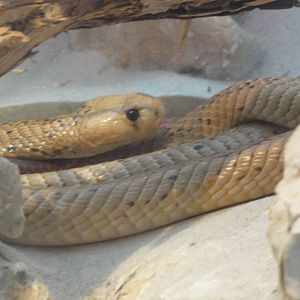 Z*A*M: Christmas 2016: Unsure cobra