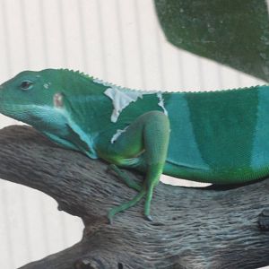 Z*A*M: Christmas 2016