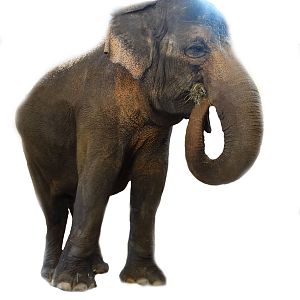 Jan. 2016 - Elephant House - Schottzie