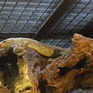 Z*A*M: Christmas 2016