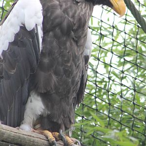 Steller's sea-eagle