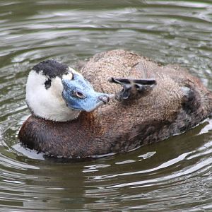 White-headed duck