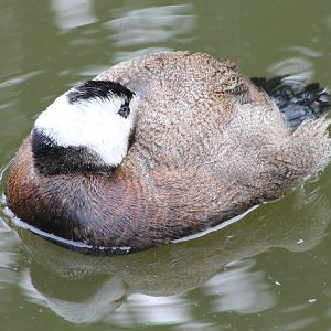 White-headed duck