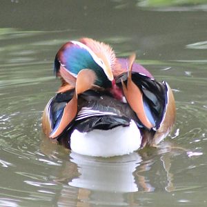 Mandarin duck