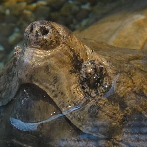 Z*A*M: Christmas 2016