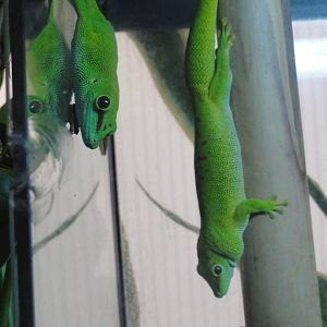 Z*A*M: Christmas 2016