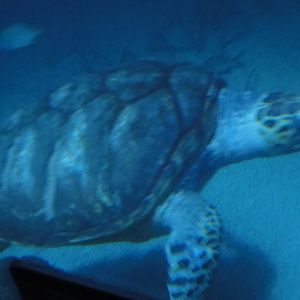 Z*A*M: Christmas 2016