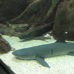 Z*A*M: Christmas 2016