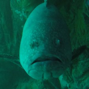 Z*A*M: Christmas 2016