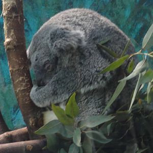 Z*A*M: Christmas 2016