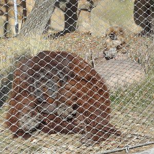 Z*A*M: Christmas 2016: Orang and gibbs