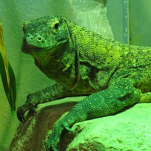 Faunia Christmas 2016: Young dragon