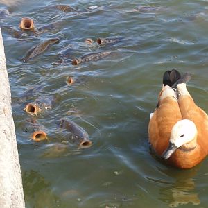 Faunia Christmas 2016