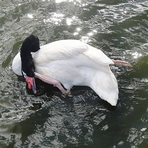 Faunia Christmas 2016