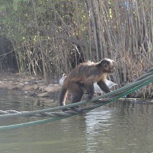 Faunia Christmas 2016