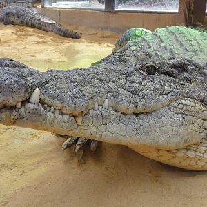 Faunia Christmas 2016