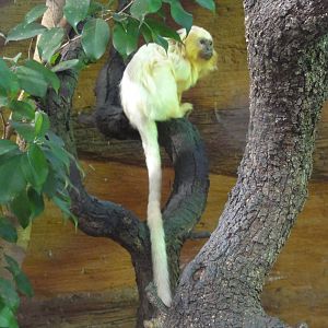 Faunia Christmas 2016