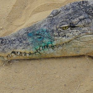 Faunia Christmas 2016: blue jaws