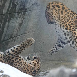 Anastasia and Kasha - 1/24/16