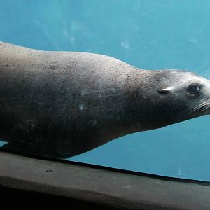 Kanuk or Kodiak - 1/24/16