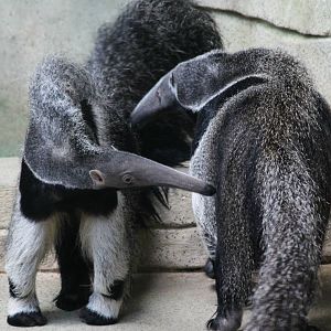 Mom and daughter giant anteater - 1/24/16