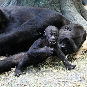 Kamba and 4-month-old Zachary - 1/24/16
