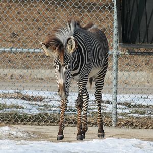 6-month-old Nyota - 1/24/16